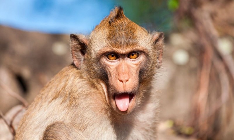 macacos rhesus